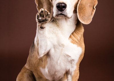 Beagle-Pfoetchen-Hund-Studio-braun