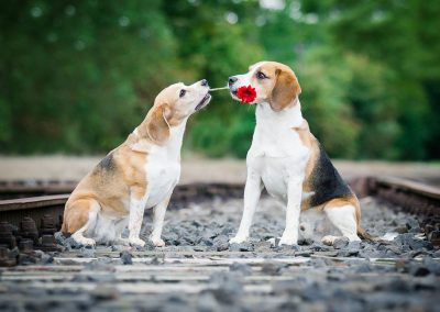 Beagles-Hunde-verliebt-mit-Blume