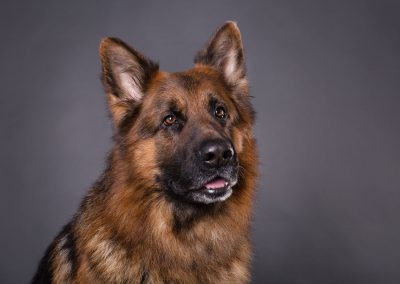 Deutscher-Schaeferhund-Portrait-Fotoshooting-Studio
