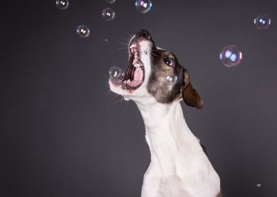 Hund-Mischling-Seifenblasen-Tierfotografie